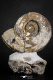 07615 - Superb Huge 5.70 Inch Goniatites Devonian Cephalopod