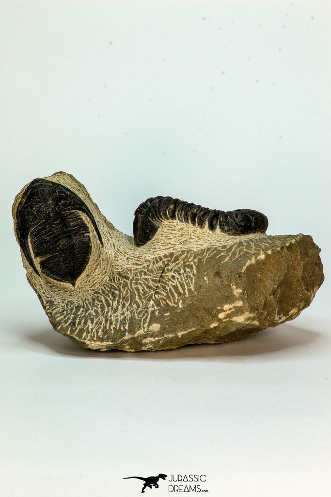 30667 - Top Beautiful Association of Zlichovaspis rugosa + Reedops Lower Devonian Trilobites