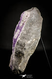 21674 - Museum Grade Purple Fluorite Crystals on Matrix Tounfit Fluorite Mine South Morocco