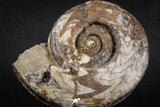 07615 - Superb Huge 5.70 Inch Goniatites Devonian Cephalopod