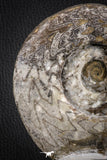 07615 - Superb Huge 5.70 Inch Goniatites Devonian Cephalopod
