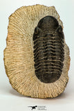 30668 - Well Preserved 2.68 Inch Reedops sp Lower Devonian Trilobite