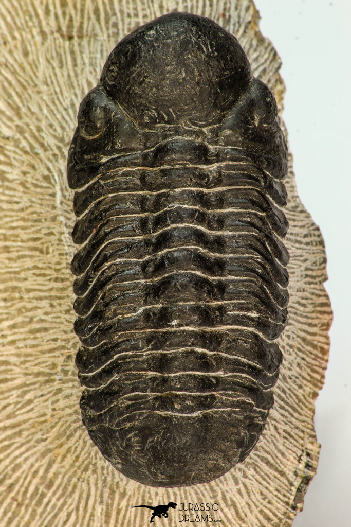 30668 - Well Preserved 2.68 Inch Reedops sp Lower Devonian Trilobite