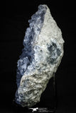 21574 - Superb Celestine Crystals Cluster Imilchil mine Morocco Celestine - 2716 g