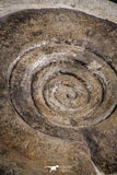 07616 -  Top Huge 4.74 Inch Unidentified Upper Cretaceous Turonian Ammonite Akrabou Fm