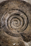 07616 -  Top Huge 4.74 Inch Unidentified Upper Cretaceous Turonian Ammonite Akrabou Fm