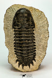 30669 - Top Beautiful 3.18 Inch Crotalocephalina (Crotalocephalus) gibbus Lower Devonian Trilobite