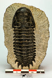 30669 - Top Beautiful 3.18 Inch Crotalocephalina (Crotalocephalus) gibbus Lower Devonian Trilobite