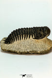 30669 - Top Beautiful 3.18 Inch Crotalocephalina (Crotalocephalus) gibbus Lower Devonian Trilobite