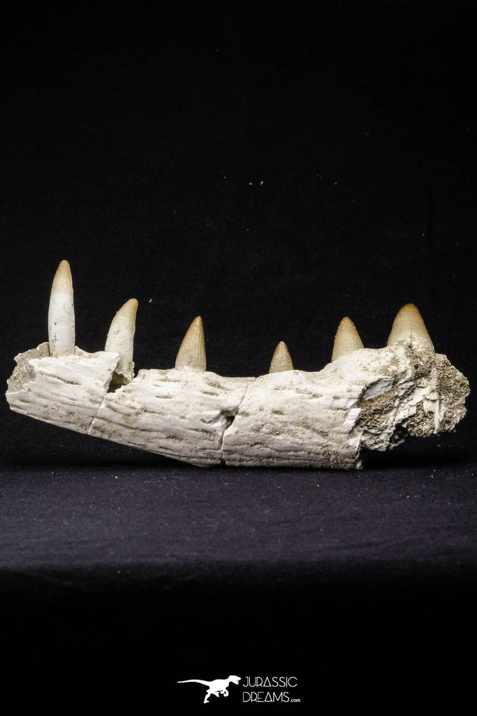 20487 - Top Rare 5.48 Inch Maroccosuchus zennaroi Right Maxillary Fragment