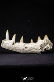 20487 - Top Rare 5.48 Inch Maroccosuchus zennaroi Right Maxillary Fragment
