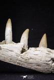 20487 - Top Rare 5.48 Inch Maroccosuchus zennaroi Right Maxillary Fragment
