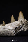 20487 - Top Rare 5.48 Inch Maroccosuchus zennaroi Right Maxillary Fragment