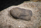 07698 - Beautiful 0.65 Inch Cyclopyge sibilla Upper Ordovician Trilobite