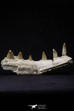 20487 - Top Rare 5.48 Inch Maroccosuchus zennaroi Right Maxillary Fragment