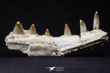 20487 - Top Rare 5.48 Inch Maroccosuchus zennaroi Right Maxillary Fragment
