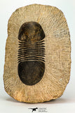 30671 - Nicely Prepared 2.74 Inch Paralejurus spatuliformis Devonian Trilobite