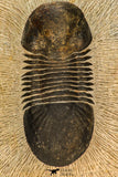 30671 - Nicely Prepared 2.74 Inch Paralejurus spatuliformis Devonian Trilobite