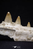 20487 - Top Rare 5.48 Inch Maroccosuchus zennaroi Right Maxillary Fragment