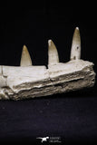 20487 - Top Rare 5.48 Inch Maroccosuchus zennaroi Right Maxillary Fragment