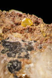 21677 - Top Rare Beautiful Yellow Wulfenite Crystal on Dolomite and Galena Morocco
