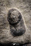 07700 - Beautiful 0.55 Inch Cyclopyge sibilla Upper Ordovician Trilobite