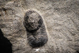 07700 - Beautiful 0.55 Inch Cyclopyge sibilla Upper Ordovician Trilobite