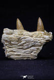 20488 - Nice 2.69 Inch Dyrosaurus phosphaticus Left Maxillary Fragment