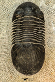 30672 - Top Beautiful 2.40 Inch Paralejurus spatuliformis Devonian Trilobite