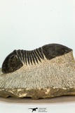 30672 - Top Beautiful 2.40 Inch Paralejurus spatuliformis Devonian Trilobite