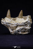 20488 - Nice 2.69 Inch Dyrosaurus phosphaticus Left Maxillary Fragment