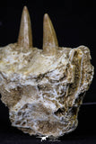 20488 - Nice 2.69 Inch Dyrosaurus phosphaticus Left Maxillary Fragment