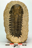 30673 - Top Quality 3.20 Inch Crotalocephalina (Crotalocephalus) gibbus Lower Devonian Trilobite