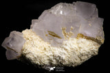 21679 - Finest Quality Fluorite Cubes On White Blanded Barite Morocco