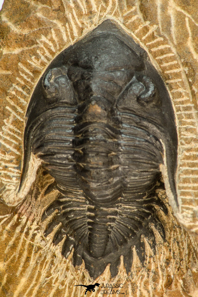 30674 - Well Prepared 1.68 Inch Metacanthina issoumourensis Lower Devonian