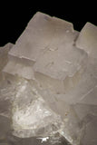 21679 - Finest Quality Fluorite Cubes On White Blanded Barite Morocco
