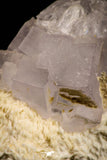 21679 - Finest Quality Fluorite Cubes On White Blanded Barite Morocco
