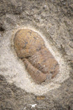 07705 - Beautiful 0.54 Inch Cyclopyge sibilla Upper Ordovician Trilobite