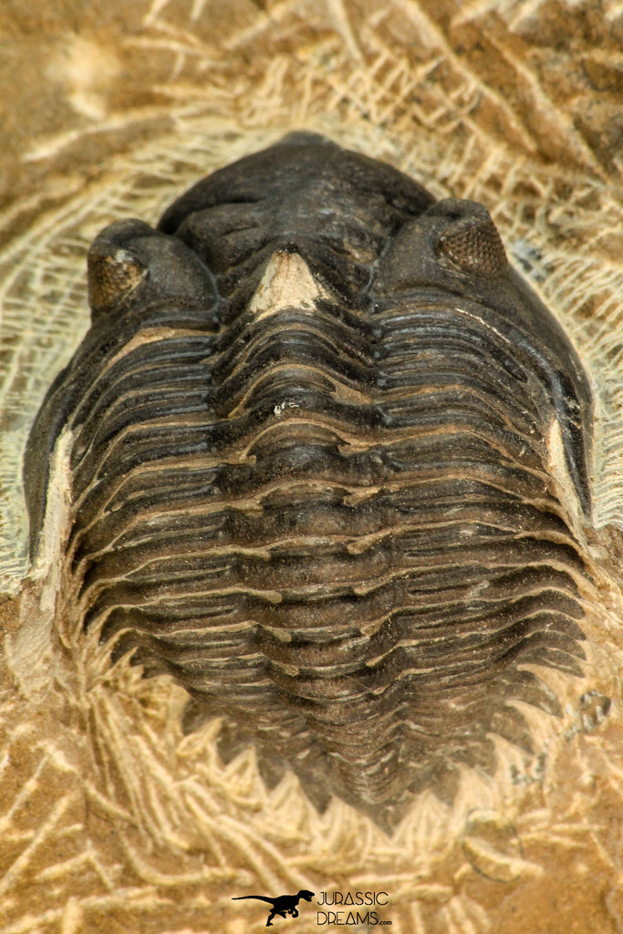 30675 - Beautiful 1.36 Inch Metacanthina issoumourensis Lower Devonian