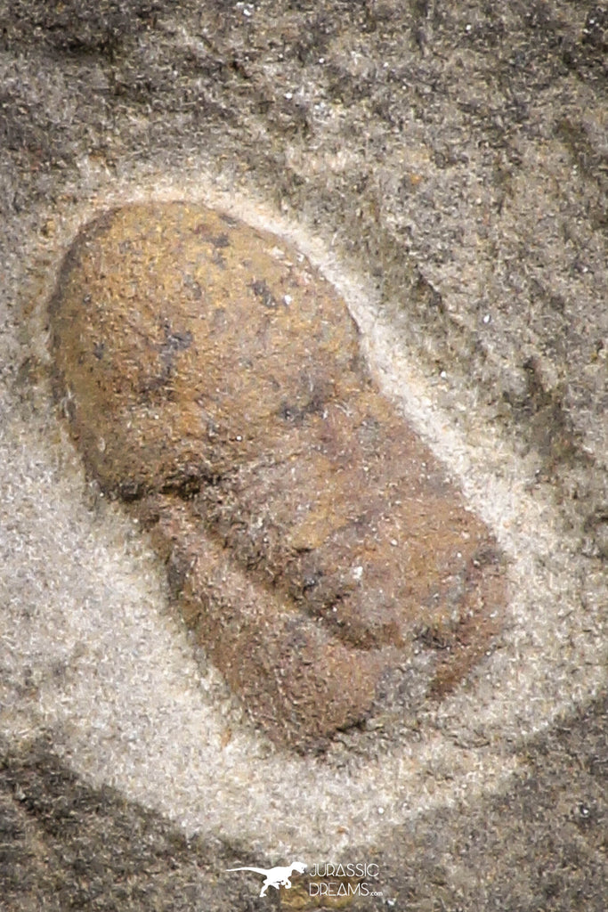 07705 - Beautiful 0.54 Inch Cyclopyge sibilla Upper Ordovician Trilobite