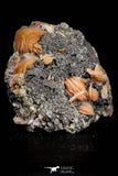 21681 - Top Beautiful Orange Barite and Cerussite over Galena Mibladen Morocco