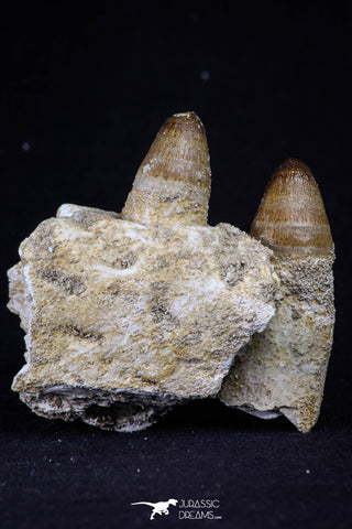 20491 - Top Rare 2.43 Inch Maroccosuchus zennaroi Left Maxillary Fragment