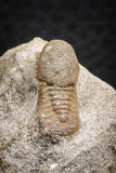 07707 - Beautiful 0.68 Inch Cyclopyge sibilla Upper Ordovician Trilobite