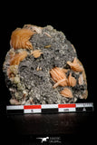 21681 - Top Beautiful Orange Barite and Cerussite over Galena Mibladen Morocco