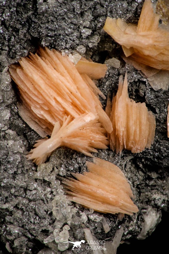 21681 - Top Beautiful Orange Barite and Cerussite over Galena Mibladen Morocco