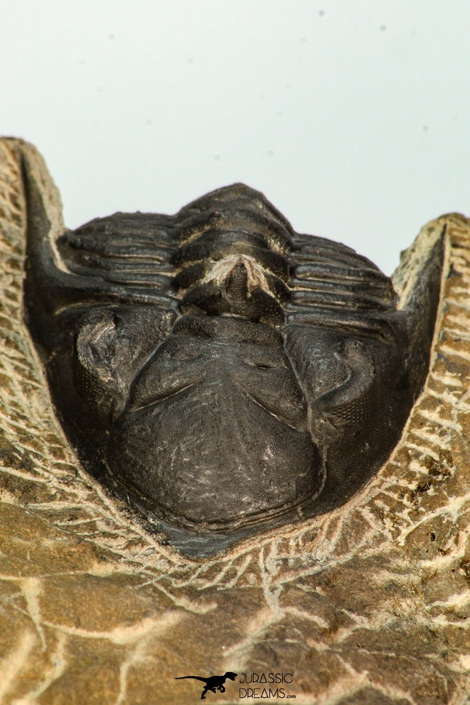 30676 - Nicely Prepared 1.39 Inch Metacanthina issoumourensis Lower Devonian