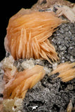 21681 - Top Beautiful Orange Barite and Cerussite over Galena Mibladen Morocco