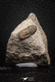 07708 - Beautiful 0.59 Inch Cyclopyge sibilla Upper Ordovician Trilobite