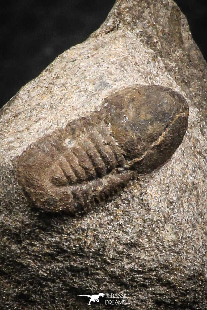 07708 - Beautiful 0.59 Inch Cyclopyge sibilla Upper Ordovician Trilobite