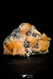 21682 - Top Beautiful Orange Barite and Cerussite over Galena Mibladen Morocco
